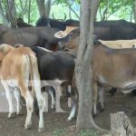 Producción ganadera de Nicaragua aumentó significativamente en 2020-2021 nicaragua