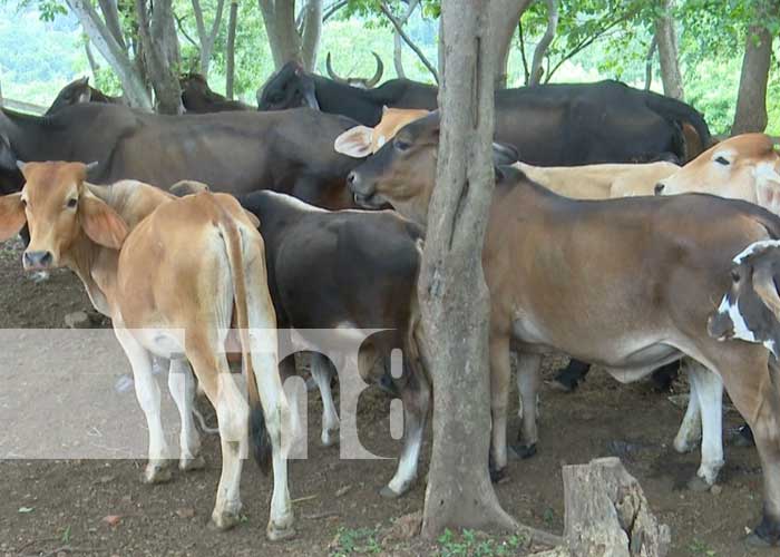 produccion-ganado-3 nicaragua