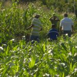 Nicaragua espera crecimiento de producción con promoción de agricultura familiar nicaragua