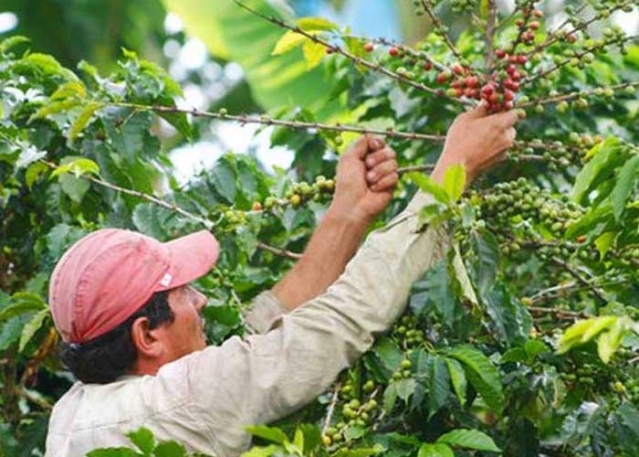 produccion-nic-991 nicaragua