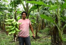 Ometepe: Productores confían en el clima de paz y estabilidad para sacar producción isla de ometepe