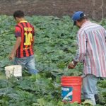 Cultivo de hortalizas en Estelí, importante rubro que dinamiza la economía nicaragua