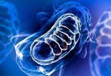 Falta de una proteína letal puede causar inflamación severa proteina mitocondrial