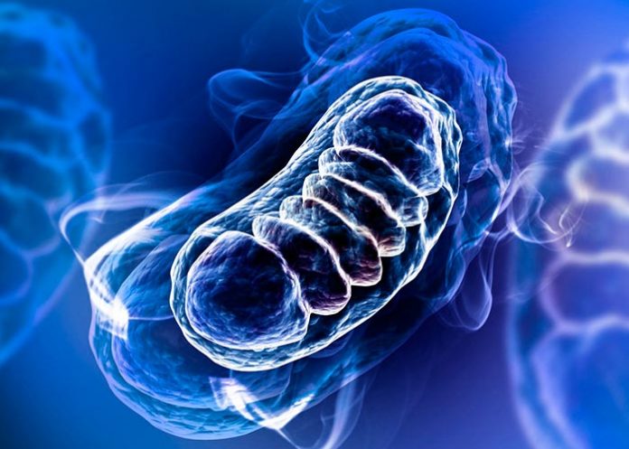 prot proteina mitocondrial