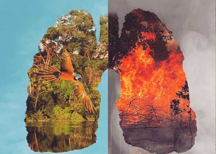 pulmon-amazonas colombia