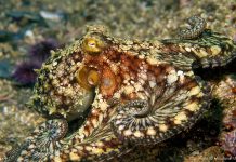 Analizan parásitos del pulpo Octopus Bimaculatus para evitar daños en humanos