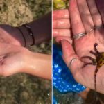 Joven juega con ‘dulce’ pulpo y descubre más tarde el peligro de muerte que corría video