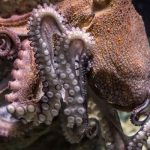 ¡Inclreible! Pulpos cambian de color mientras duermen y sueñan estados unidos pulpos cambian de color