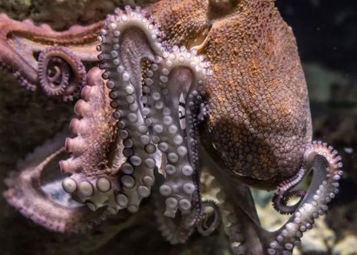 estados unidos pulpos cambian de color