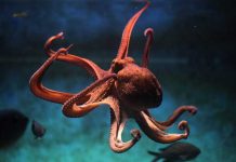 Un pulpo se aferra al cuerpo de una joven mientras buceaba en Hawái hawai