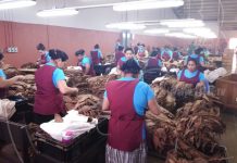Inspeccionan medidas de seguridad en fábricas de puros en Estelí nicaragua