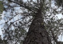 Nueva Segovia: Realizan lanzamiento de la Campaña de Prevención contra Incendios Forestales y Agrícolas nicaragua