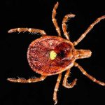 La picadura de esta garrapata te hará vegetariano picadura