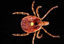 La picadura de esta garrapata te hará vegetariano picadura