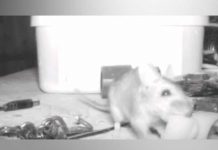 Graban a ratón arreglando la casa de un anciano cuando el dormía graban a raton