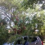 Ramas caen sobre vehículo en marcha en la Isla de Ometepe nicaragua