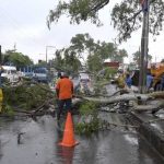 Lluvias desprenden una rama de 10 metros de un árbol de eucalipto en Managua nicaragua