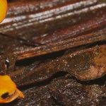 brasil, ciencia, rana, animales,