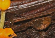 Descubren una nueva especie de rana diminuta resplandeciente en Brasil brasil, ciencia, rana, animales,