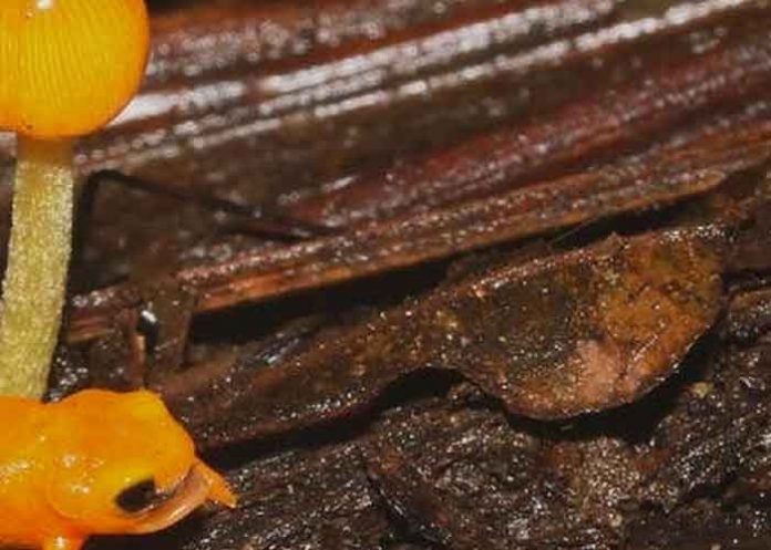 brasil, ciencia, rana, animales,