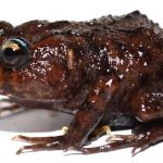 Hallan nueva especie de rana en Ecuador ecuador