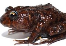 Hallan nueva especie de rana en Ecuador ecuador