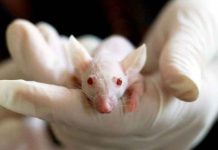 Impresora 3D repara el hueso y la piel a una rata de laboratorio tecnologia, operacion, rata de laboratorio,