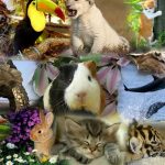 El mamífero que supera al hombre por la adicción al sexo ciencia