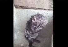 Desmienten video viral: ni es rata ni se baña