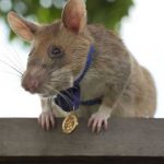 Condecoran a una rata por su trabajo detectando minas en Camboya camboya