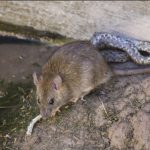 Video: Pelea entre rata y serpiente tiene un desenlace inesperado china