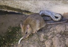 Video: Pelea entre rata y serpiente tiene un desenlace inesperado china