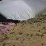 ¡Apocalíptico! Australia vive su peor plaga de ratones en décadas australia