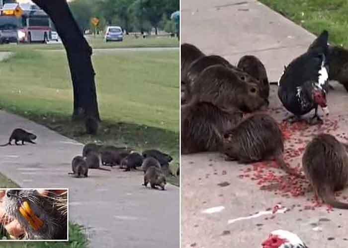 ratas-gigantes estados unidos