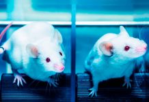 La ingesta de pesticidas crea cambios metabólicos en los ratones ratones