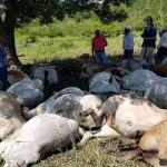 Un rayo mató a 57 reses que estaban bajo un árbol en Chontales nicaragua