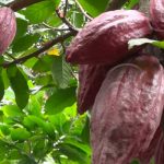 Destacan dinamismo de la economía y emprendimientos en Nicaragua nicaragua