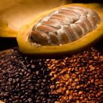 Impulsan desarrollo en la Costa Caribe con proyecto de café y cacao nicaragua