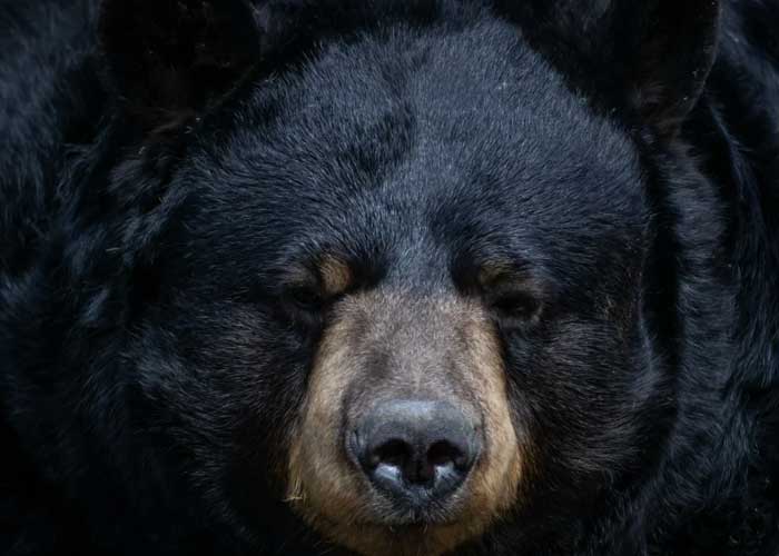 referencia_R3HWx90 estados unidos