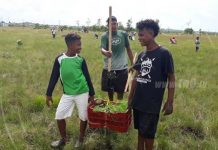 Reforestan áreas de la comunidad indígena Lamlaya, en Bilwi nicaragua