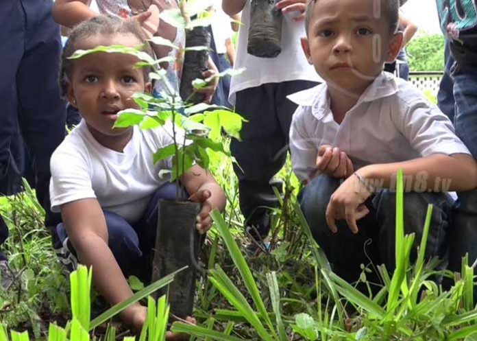reforestacion-boaco-3 nicaragua