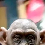 ¿Ya conocés el «reggaetón de La Mona de Granada»? Escuchalo nicaragua