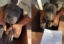 Niño abandona a su perro para evitar que su padre lo siga maltratando mexico