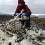 El cambio climático causa la muerte de 200 renos en islas noruegas europa