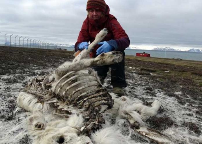 renos-cambio-climatico europa