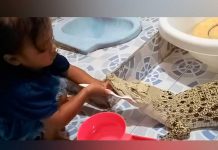 Una pequeña cepilla los colmillos de un peligroso reptil y padres reciben críticas