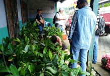 Entregan plantas frutales para diversificación de cultivos en Nueva Guinea nicaragua
