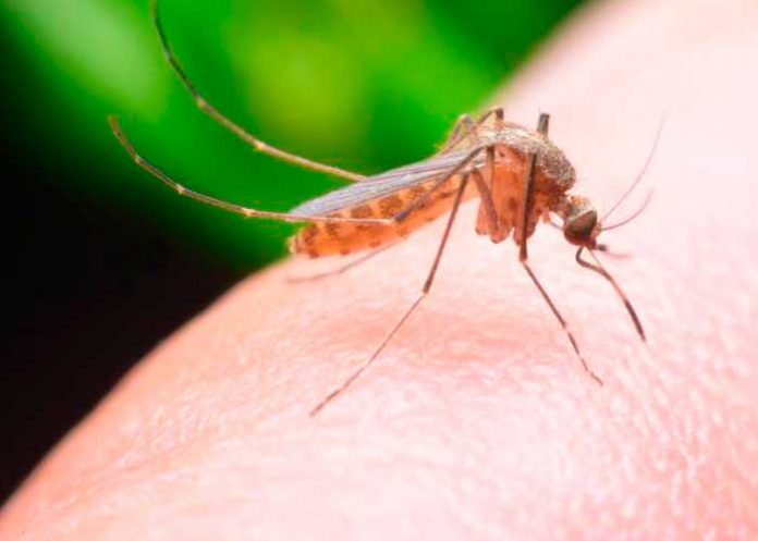 repelentes-mosquitos repelentes caseros