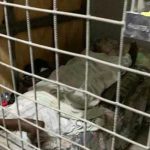 Rescatan a 69 personas esclavizadas en Trinidad y Tobago trinidad y tobago