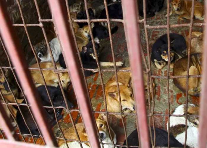 rescatan-perros vietnam